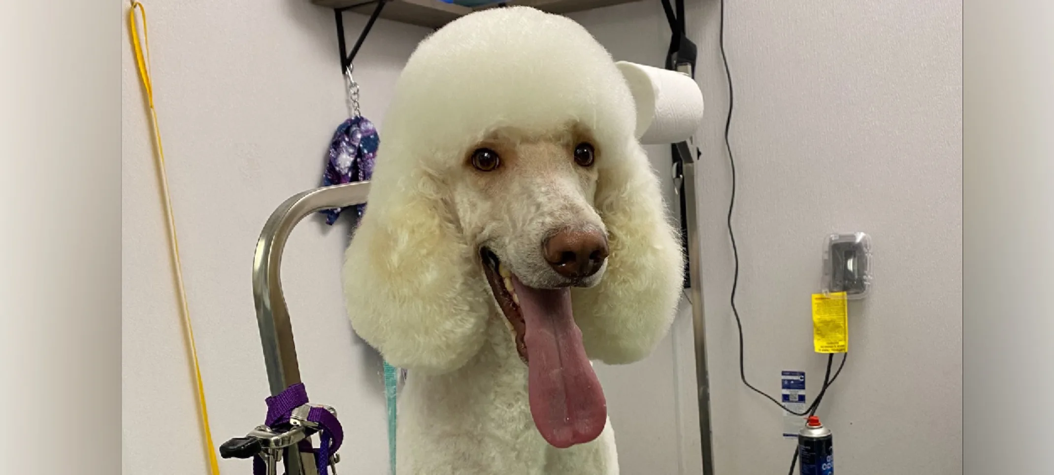 A white standard poodle standing on the grooming table after a grooming service